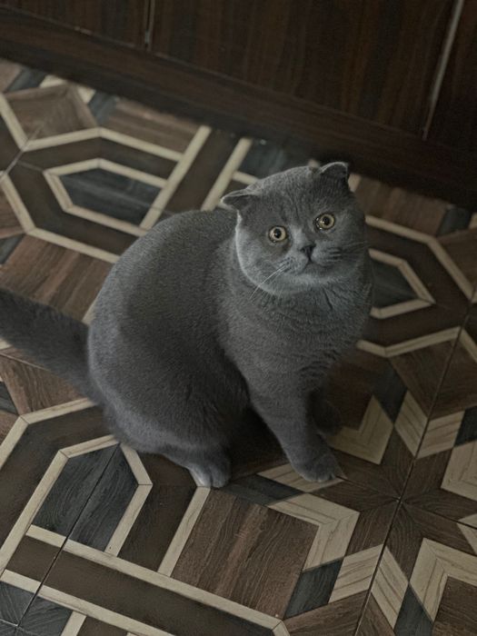 Продается Чистокровный Скотиш Фолд