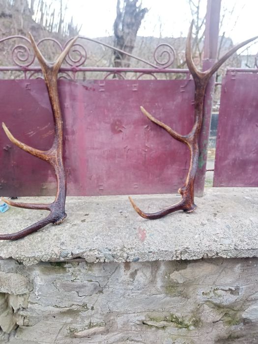 Vând corne de cerba