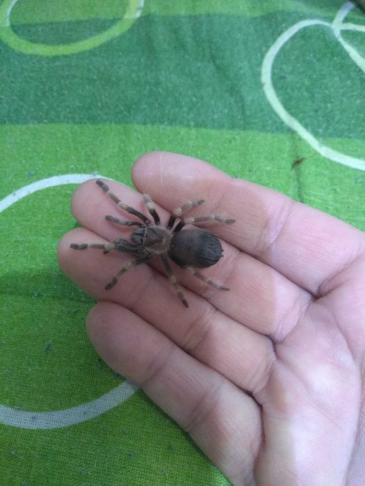 Тарантула tarantula