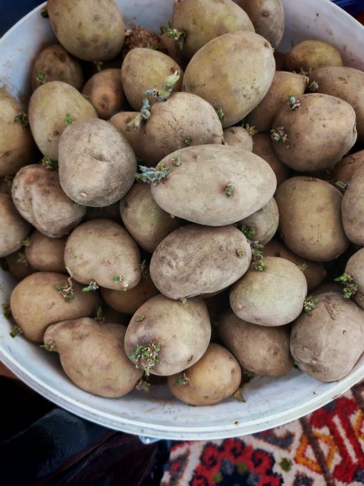 Продам домашнюю семянную картошку .