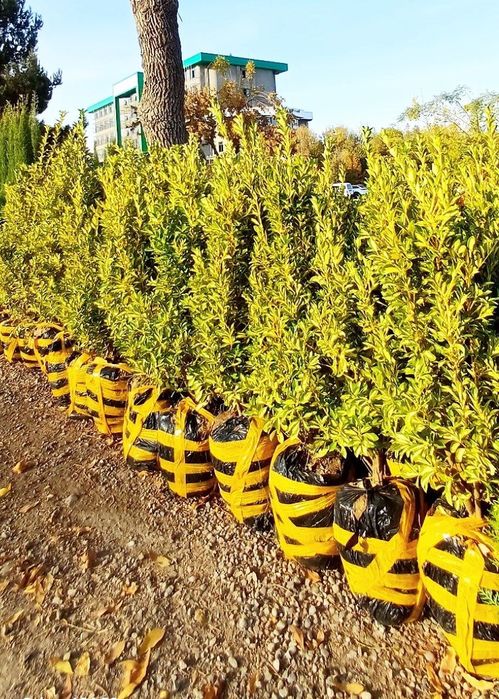 Туркиядан келтнрилган Кирарис Узбекистонда уетиштирилган Арча бор