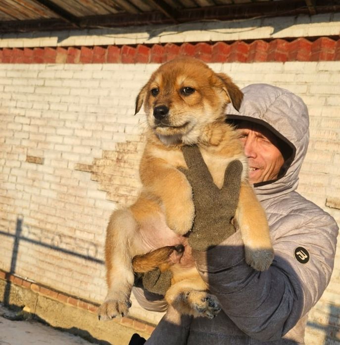 Отдам щенка крупного