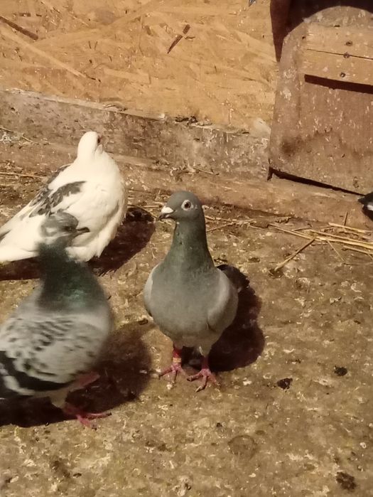 Schimb porumbei voiajori vaccinați și frumosi