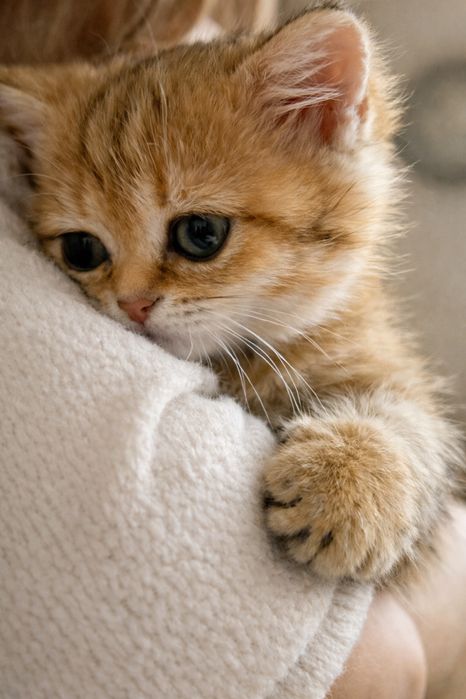 Котята британская шиншила