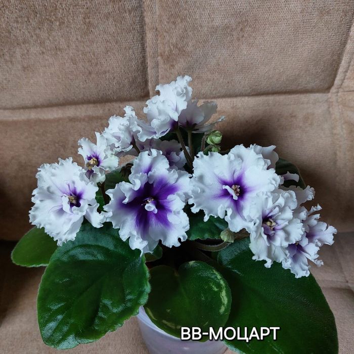 Листочек 500тг сортовые