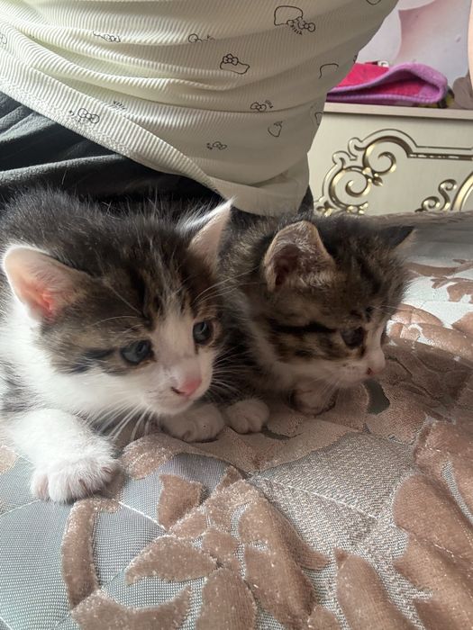 Падорю котят в добрые руки