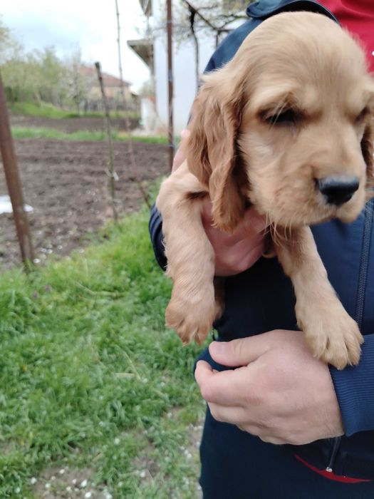 Английски кокерчета