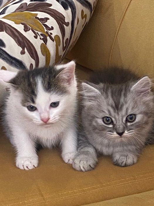 Отдадим котят в добрые руки! Г. Актобе