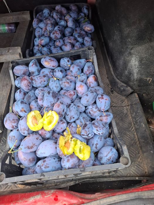 Prune stanley de vanzare