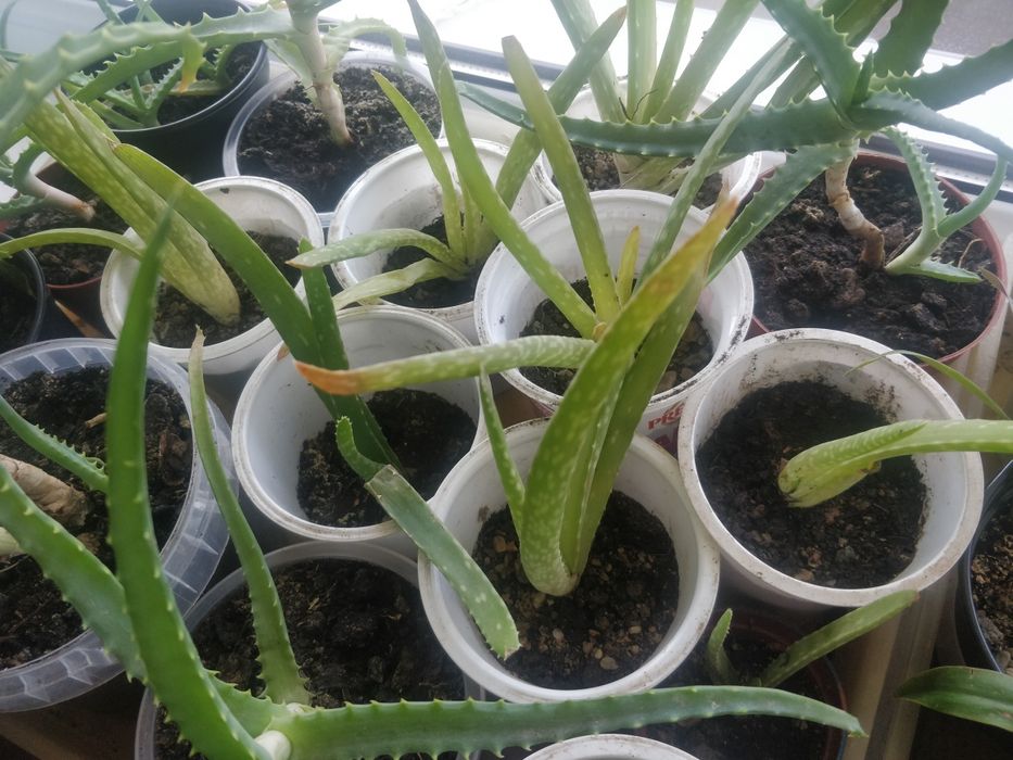 Алое вера,отростки