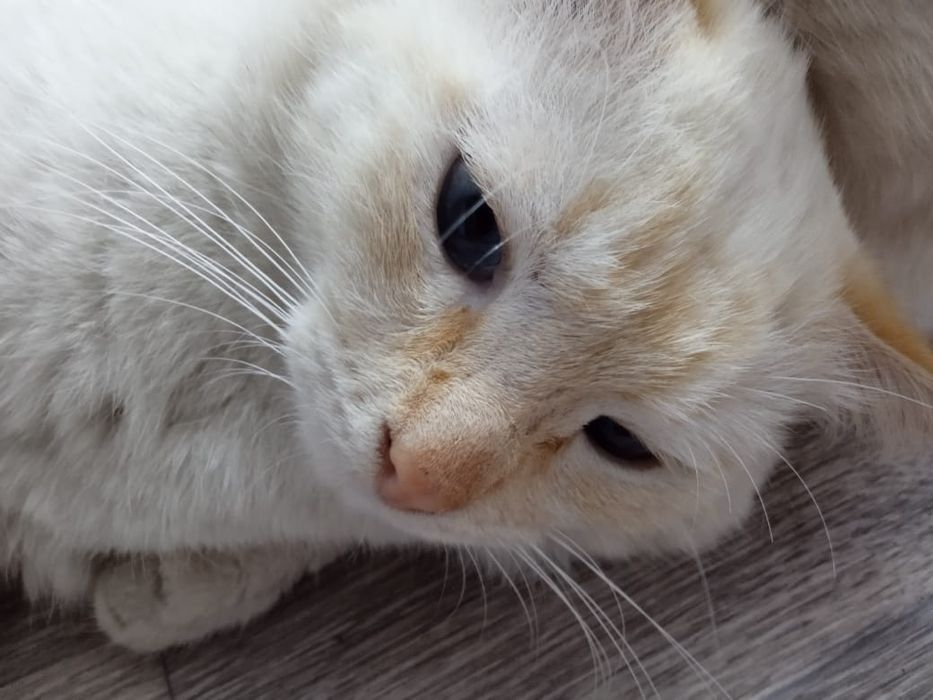 Отдам котенка мальчика бесплатно