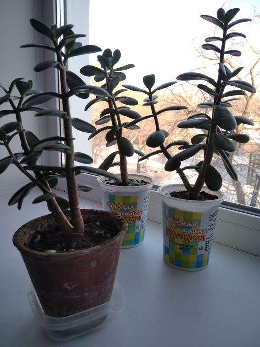 Комнатные цветы, " Толстяка "