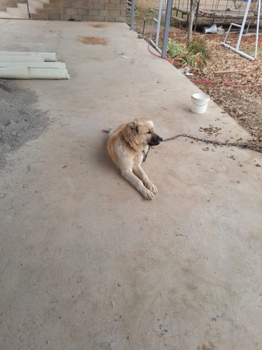 Собака парода алабай.