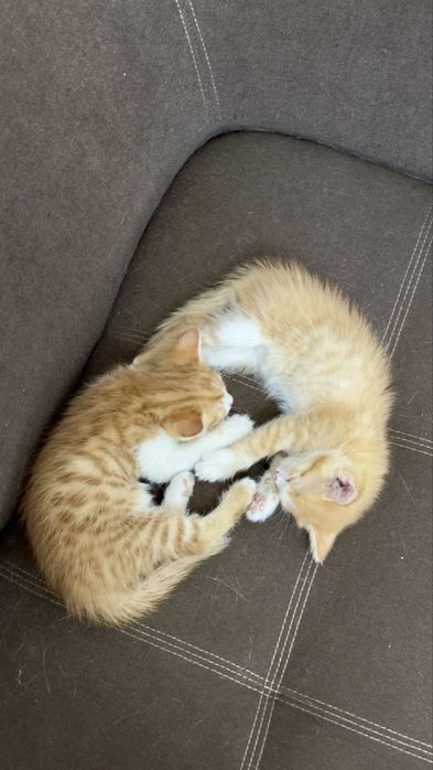 Котята маленькие
