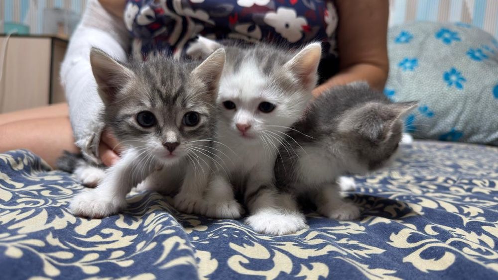Отдам котят в добрые руки