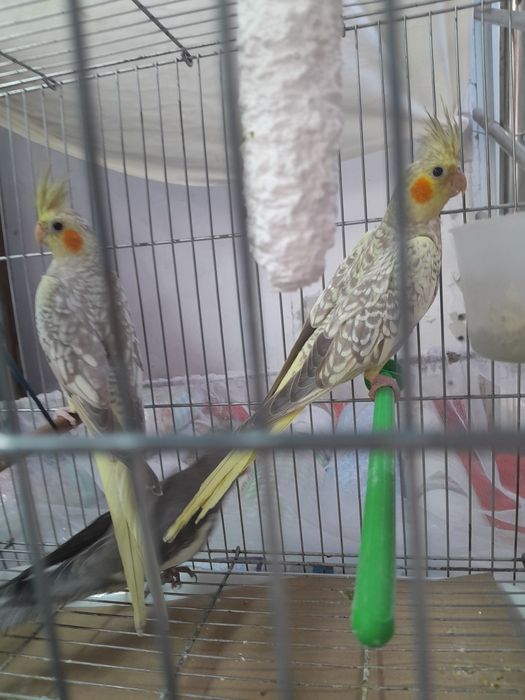 Продаются кореллы молодые
