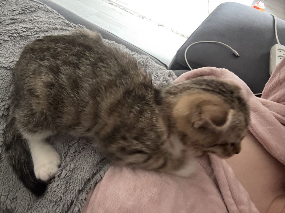 Продам котенка девочка