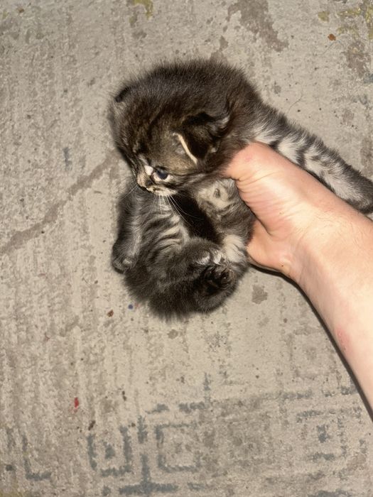 Продам Веслоухих котят