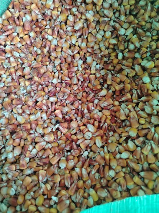 Makayi Gibrid 50 tonna bor