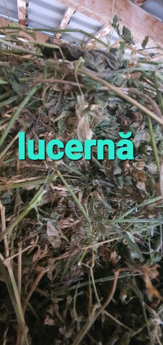 Baloti rotunzi de lucernă cu dimensiune 120/120