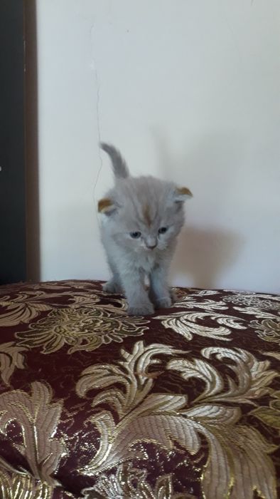 Котята вислоухие скотишь фольд и страйк