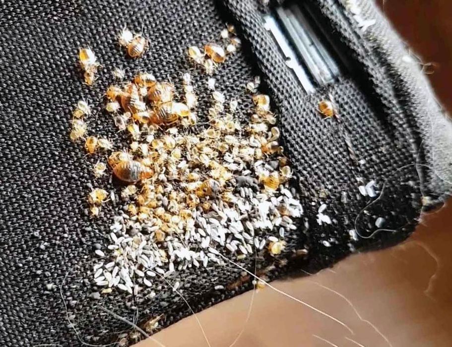 Dezinfeksiya 24/7 ilon va chayonlarga qarshi клапов