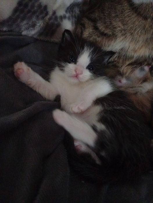 Отдам котят бесплатно