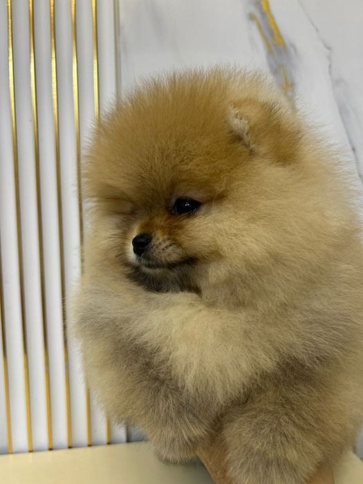 Шпицы готовы к переезду