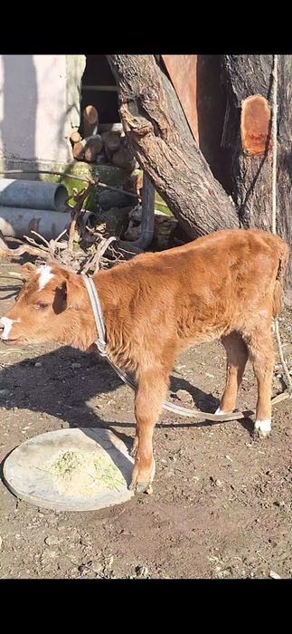 бузаулар 1 аптадан бастап 1 айга дейнгы