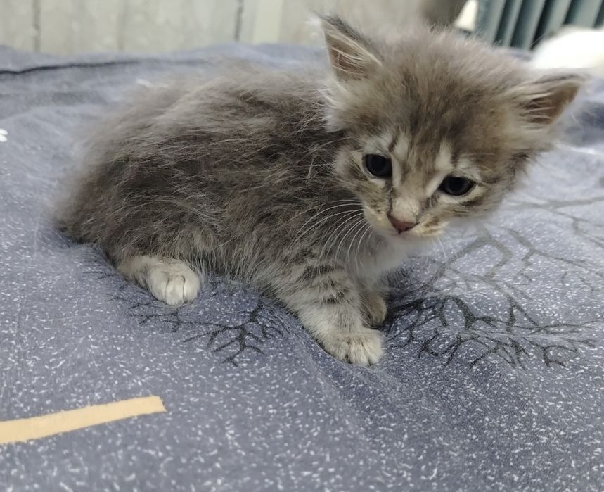 Отдам котят в добрые руки