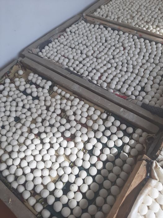 Zomin Qurti qaynatilgan Sifatli va hamyonbop