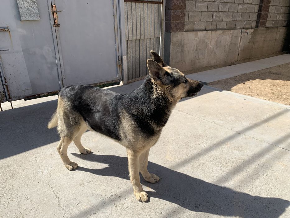 Овчарка! Восточна Европейская! Кабель!