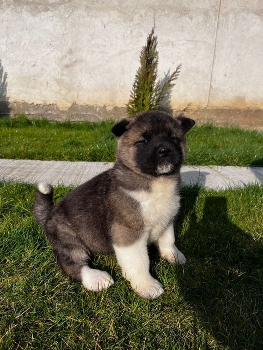 Akita american femela