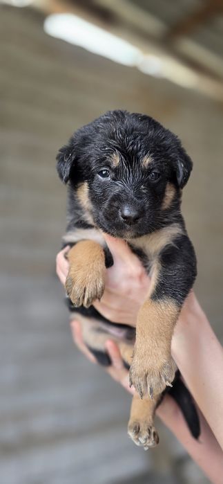 Пристраиваются в добрые ручки. Пристройство по договору