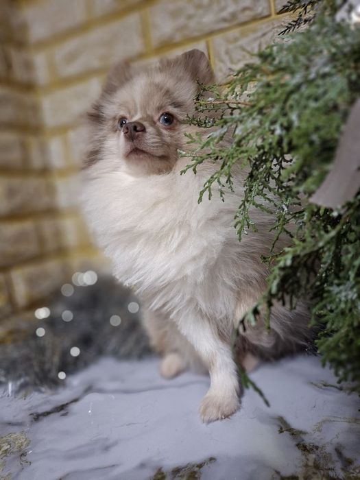 Продаются Померанский шпицы