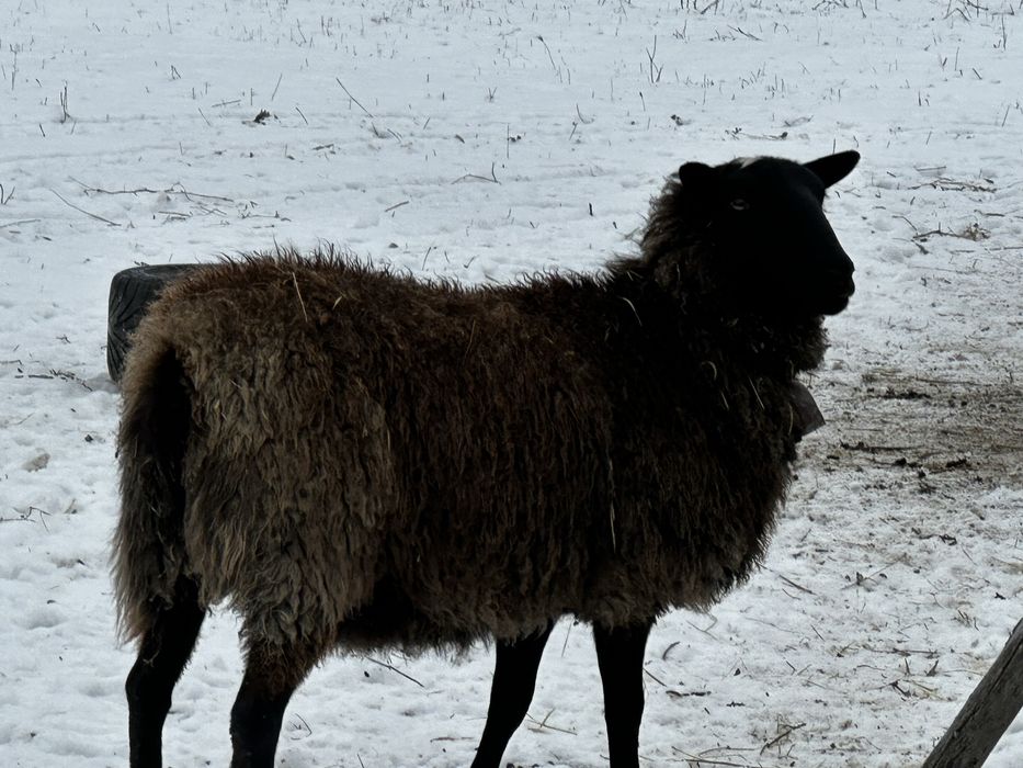 Berbec si oi romanov