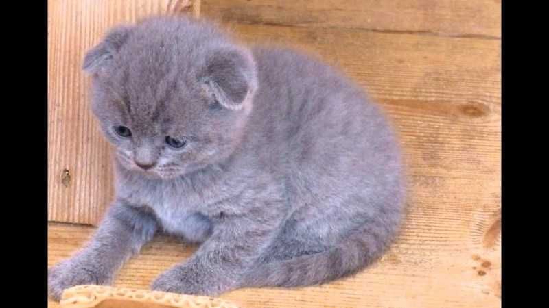 Скотиш фолд skotish fold Pasport privivka zarur bulsa