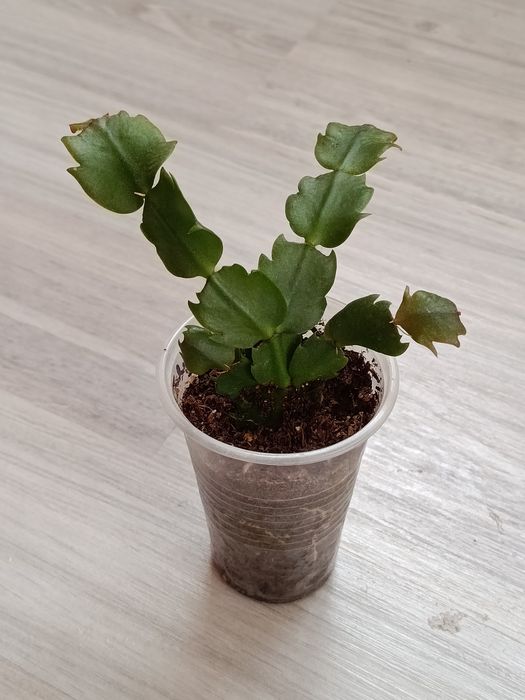 Продам комнатные цветы