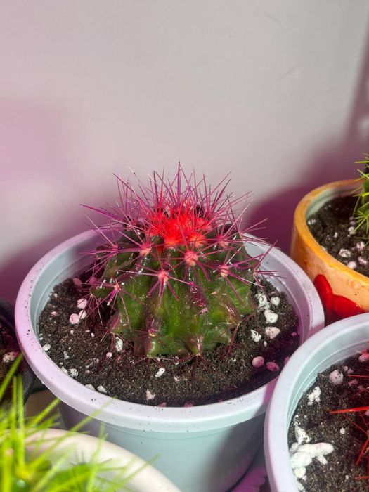 Шикарные кактусы пересажены