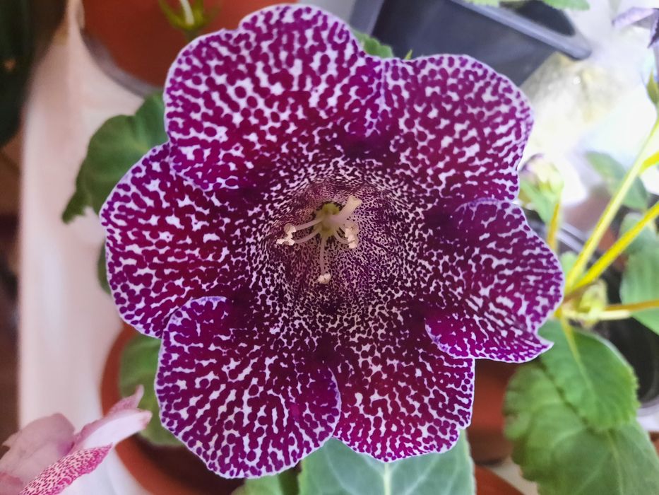 Продам смесь семян глоксиний.