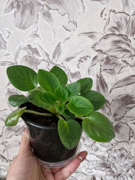 Продам цветы домашние.