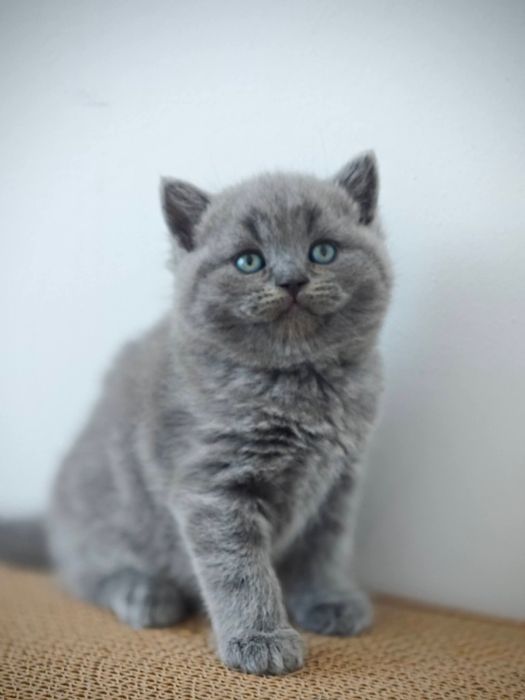 British Blue foarte jucăuș