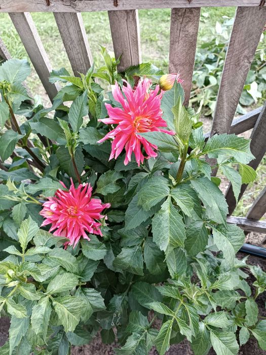 Продам клубни георгин.