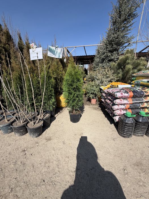 Туя Смарагд. Туя Пирамидальный