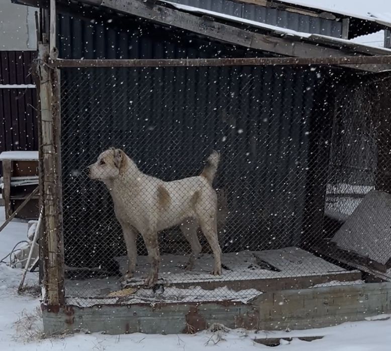 Алабаи щенок 1 год