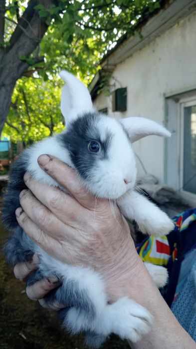 Продам кроликов 2 месяца.