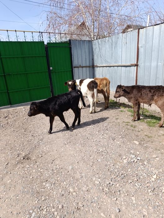 Продаются 3 бычка и 5 тёлок