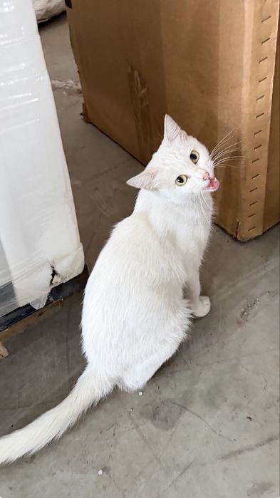 Кошка в добрые руки