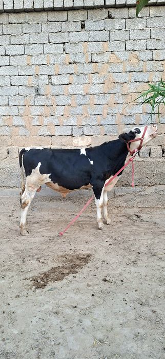 Simental gibrid buqacha sotiladi.