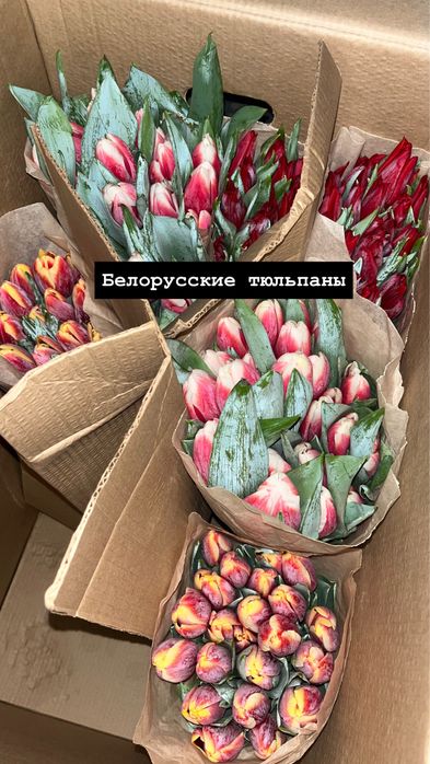 Тюльпаны Қызылорда